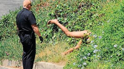 Çalıdan çıplak çıktı!