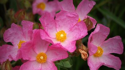 Çiçeklerle sınav stresini azaltın!