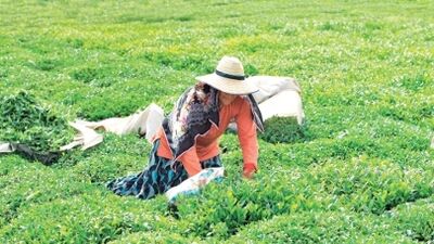 Çayın 25 yıllık ömrü kalmış!