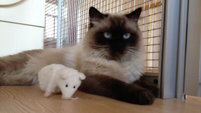 Ve karşınızda ev hayvanları için butik otel!