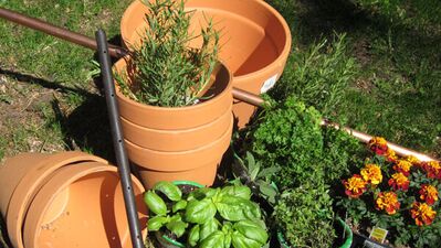 Evde çiçek nasıl yetiştirilir?