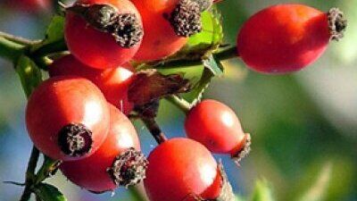 Sarmısak dişini ne pişirin ne bütün yutun, etkisi kaybolur...