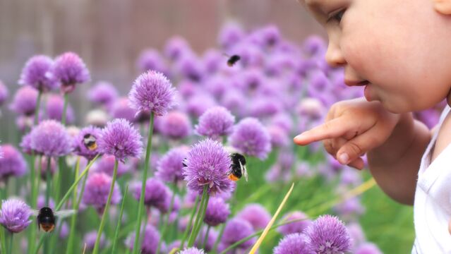 Çocuğunuzu arı soktuysa...