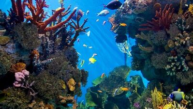 Akvaryum bakımı ve temizliği nasıl olur?