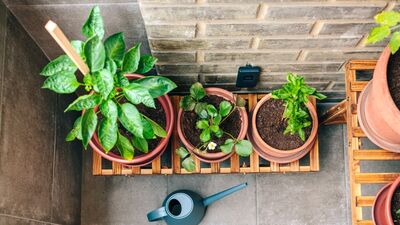 Evde bitki yetiştirme rehberi