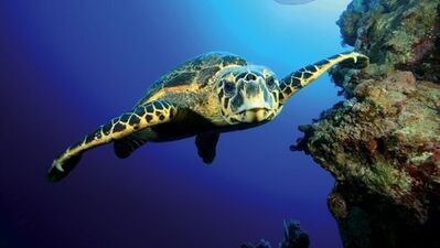 Rüyada kaplumbağa görmek…