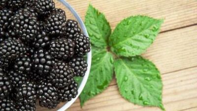 Böğürtlen likörü!