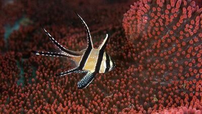 Ayşegül Dinçkök'ün "Derin Tutku" sergisi Mardin'de!