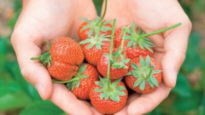 Organik tarımla dünyayı gez!