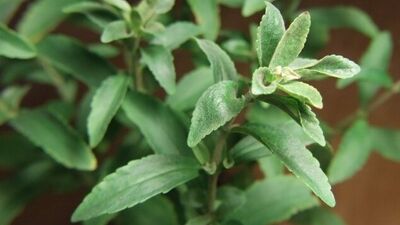 Bitkisel tatlandırıcı dönemi başlıyor