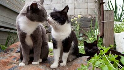 Gerçek bir kedi cenneti: Fukuoka Adası...
