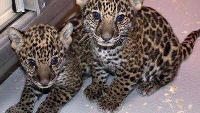 Yavru jaguarlar medyayla tanıştı!