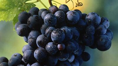 Üzüm çekirdeğinin 5 faydası!