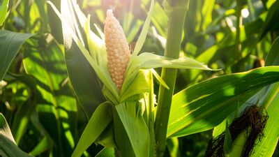 Kilo aldıran 6 kimyasal!