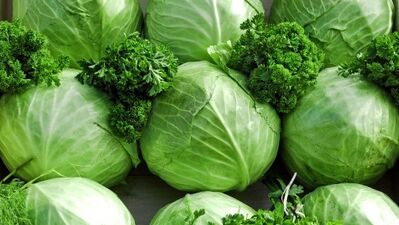 Kemik erimesine lahana...