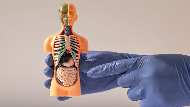 Bu organlar olmadan da yaşayabilirsiniz