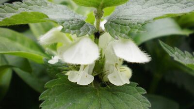 Saçlarınız ısırgan otuyla gürleşsin!