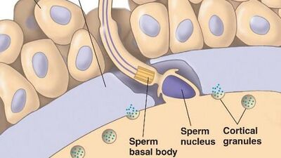 Tüp bebek sürecinde suni döllenme nasıl olur?