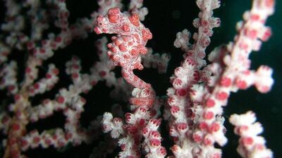 Doğanın muhteşem kamuflajlı hayvanları....