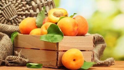 Tüm vücuda yarıyor: Kayısı