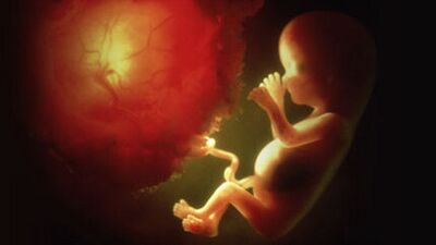 Bir porsiyon plasenta!