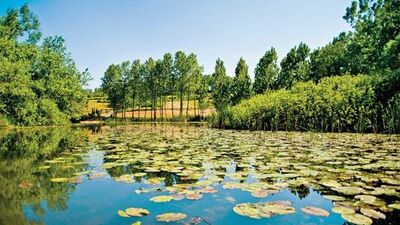 Fantastik bir dünya Acarlar Longozu...