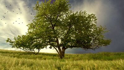 3 - 5 - 100 - 250 Bin Ağaç...