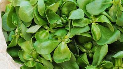 Semizotunun faydaları