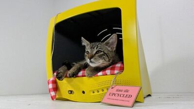 Evcil hayvanlarınızı şımartın!