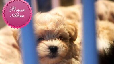 Çocuğunuzu bir tur bana verir misiniz?