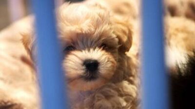 Türkiye genelindeki hayvan barınakları