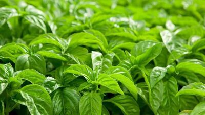 Fesleğenin faydaları...