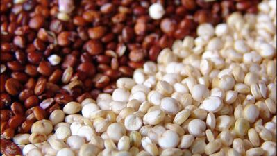 Mucizevi bitki kinoa ve faydaları