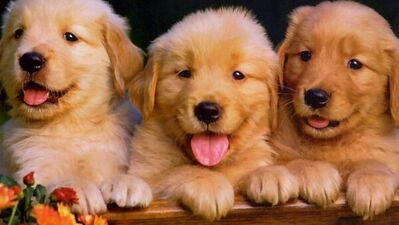 Köpekler ve cinsleri