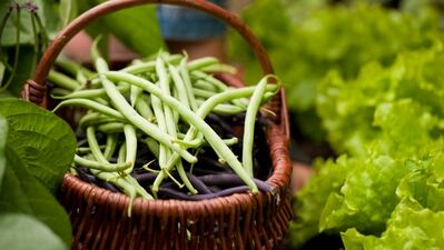 Beslenmenize daha çok lif katmanın yolları...