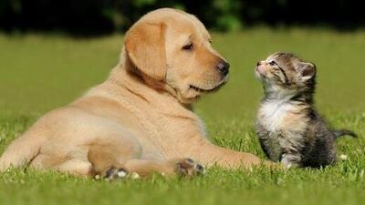 Burnuna, patisine zeytinyağı...