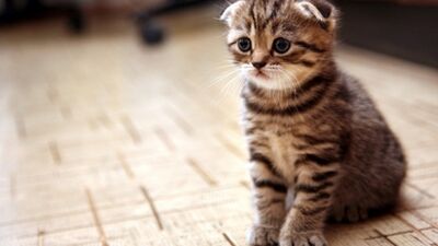 Alerjiye en çok sebep olan evcil hayvan: Kedi!