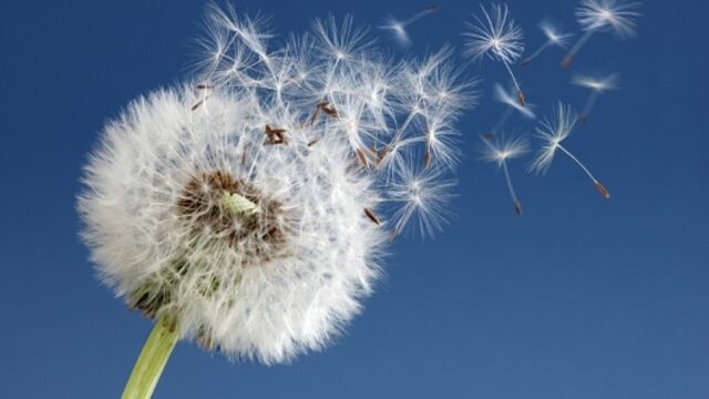 Polene alerjisi olanlar dikkat!