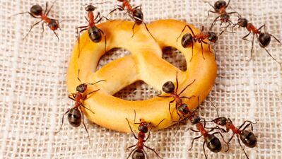 Karıncaları öldürmeden nasıl ortadan kaldırırsınız?