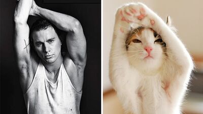 Kediler seksi erkek pozu verirse...