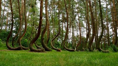 Eğri ormanı görünce çok şaşıracaksınız!