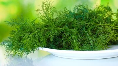 Dereotu ve faydaları…