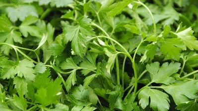 Gelelim maydanozun faydalarına...
