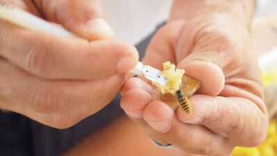 Arı sütüne rekor fiyat!