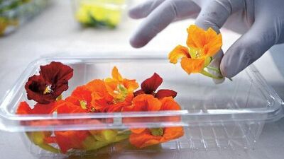 İstanbul sosyetesi artık çiçek yiyor!