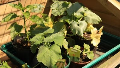 Balkonda dünya yetiştirme...