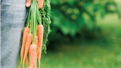 Havuç erkeklerde doğurganlığı artırıyor