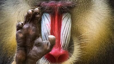 Alman fotoğrafçıdan etkileyici hayvan portreleri...