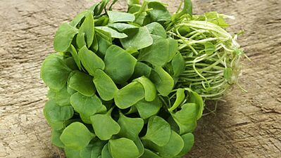 Mandalin soslu semiz otu