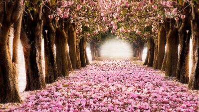 Evlilik tarihini bu ağaç belirliyor!